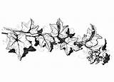 Ivy Poison Vines sketch template