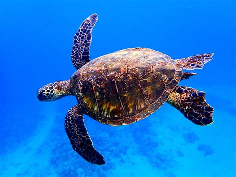 sea turtles  maui facts