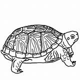 Turtle Coloring4free sketch template