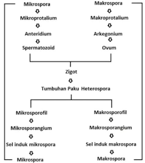 Skema Metagenesis Tumbuhan Paku Homecare24