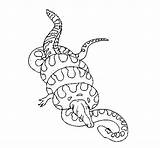 Anaconda Coloring Titanoboa Pages Caiman Color Animal Print Printable Colored Cool Animals Sheet Drawings sketch template