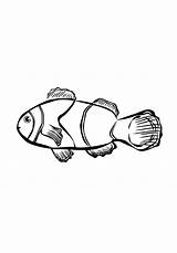 Fish Coloring Clown Pages Drawing Nemo Finding Tocolor sketch template