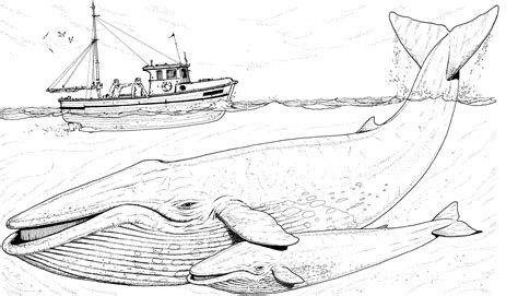 whale gif  whale coloring pages blue whale drawing