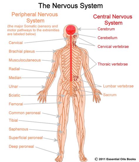 central nervous system science tiaras tantrums