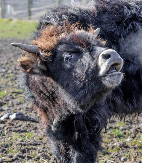 aurochs young animals   forest  european bison bison bonasus