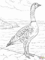 Goose Coloring Nene Pages Drawing Printable Realistic Snow Ipad Color Duck Cliparts Baby Library Clipart Designlooter Version Click Getdrawings Popular sketch template