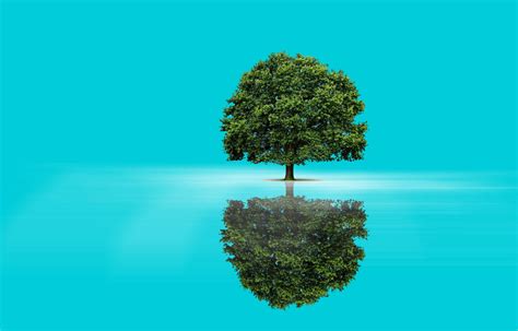 tree reflection background wallpaper hd nature  wallpapers images  background