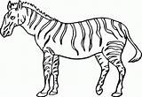 Zebra Coloring Pages Printable Kids Animal sketch template