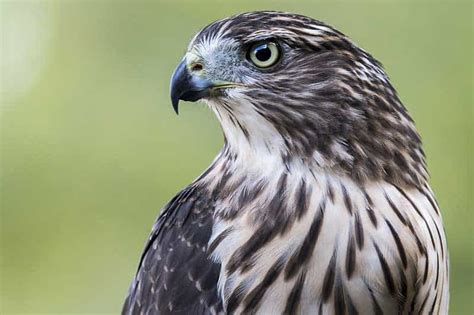 species  hawks  vermont  pictures  info wildlife informer