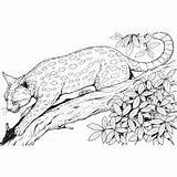 Coloring Pages Bobcat Wildlife Leopard Print Animals Color Kids sketch template