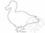 Duck Template Easter Printable Printables Templates Patterns Coloringpage Eu Felt Crafts Craft Feather Choose Board sketch template