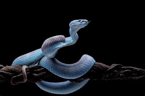 serpente vipera blu sul ramo con sfondo nero serpente vipera pronto ad