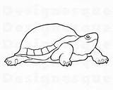 Turtle Tortoise sketch template