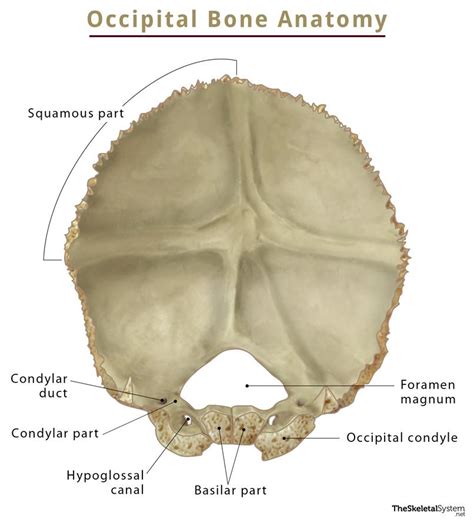 occipital bone anatomy location functions diagram