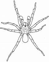 Spider Trapdoor Aranhas Ausmalbild Widow Ausmalbilder Spinne Trichternetzspinne Supercoloring Vogelspinne Spinnen Cif Teppich Ausdrucken sketch template
