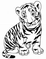 Tiger Coloring Pages Cub Tigers Tooth Saber Realistic Face Drawing Baby Animals Kids Print Printable Lions Cute Animal Strong Lion sketch template