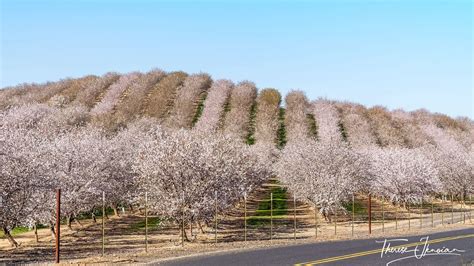 modesto almond blossom cruise a california road trip delight