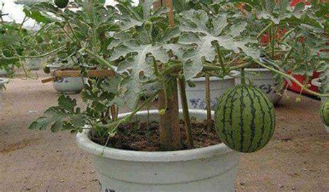 menanam semangka  pot terbukti tumbuh subur
