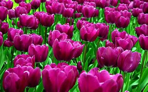 tulips wallpapers  wallpapers