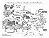 Coloring Habitat Coastal America North Northeastern Nature Pdf sketch template