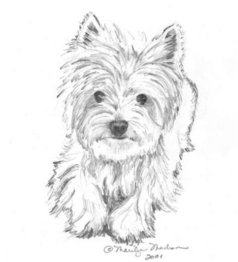 great yorkie sketch west highland terrier animal drawings pencil