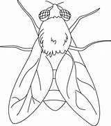 Fly Coloring House Pages Drawing sketch template