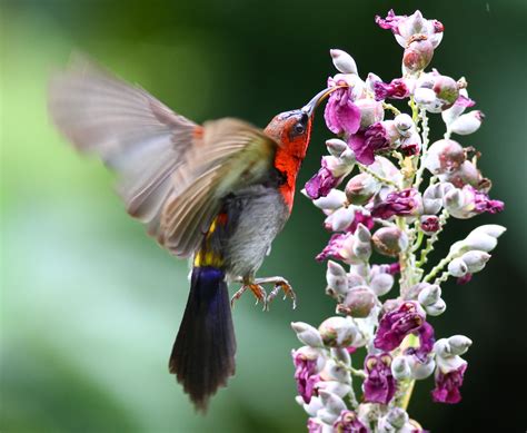 nectar feeding  male crimson sunbird hovering  sippi flickr