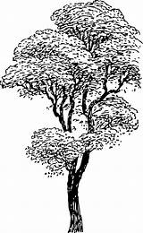 Colorear Gum Arbol Pohon Hitam Putih Pixabay Vektor Baum Cabang Arbre Branches Terbit Matahari árboles 61kb Impresion Gratuita Hohen Plante sketch template