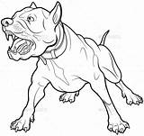 Barking Aggressive Pitbull Graphicriver sketch template