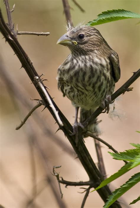 baby house finch  crop pentax user photo gallery