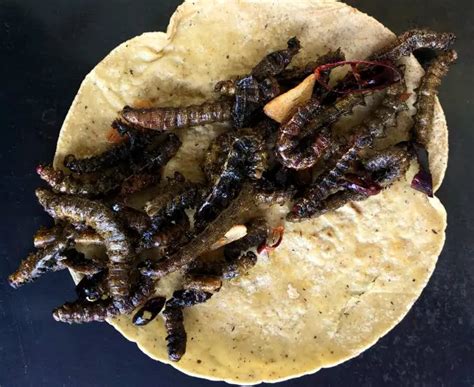 el cuchama uno de los gusanos mexicanos comestibles cocina delirante