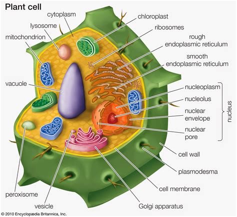 cell world organels  cells
