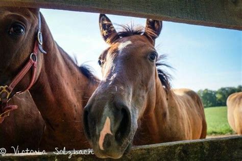 nosey baby thoroughbred race horse photography horses horse