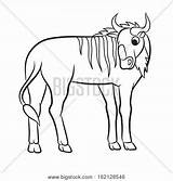 Coloring Wildebeest Cartoon 470px 89kb Template sketch template