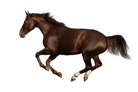 importance  correct front leg conformation equimed horse health