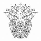Succulents Zentangle Verbnow Drawn sketch template