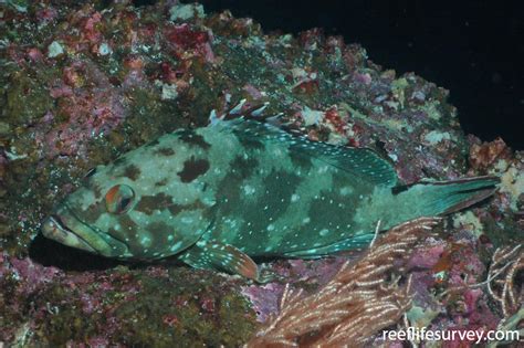 epinephelus labriformis starry grouper reeflifesurveycom