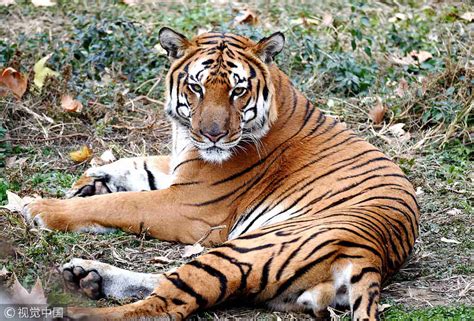 facts  critically endangered south china tiger cgtn