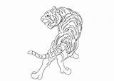 Coloring Pages Tigers Tiger sketch template