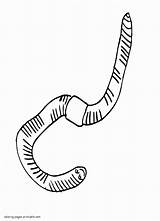 Worm Wurm Earthworm Worms Ausmalbild Designlooter sketch template
