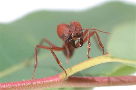 ant reproduction   ants reproduce  fertilise