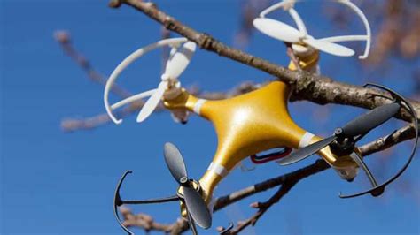 drone    tree  staakercom