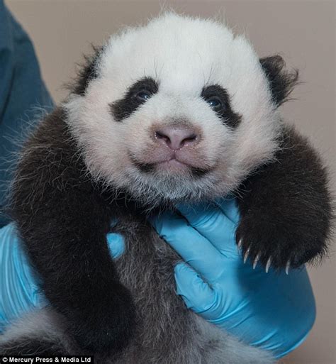 internets  famous webcam panda cub bao bao takes centre stage