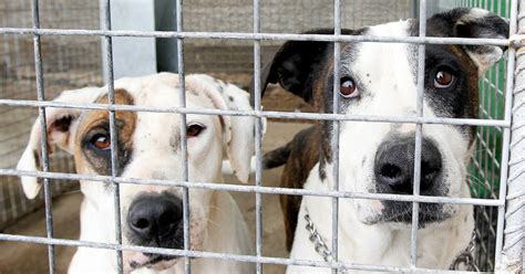 man leaves huge donation  animal shelter   visited