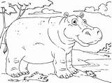 Hippo Pages Coloring Kids Hippopotamus Getcolorings Color Getdrawings sketch template