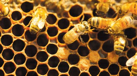 Why Bees Are Crucial To The Health Of A Vineyard Edible Marin And