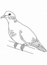 Dove Coloring Turtle Pages Mourning Doves Outline Drawing Pigeon Peace Clip Color Clipart Printable Kids Print Library Getdrawings Getcolorings Popular sketch template
