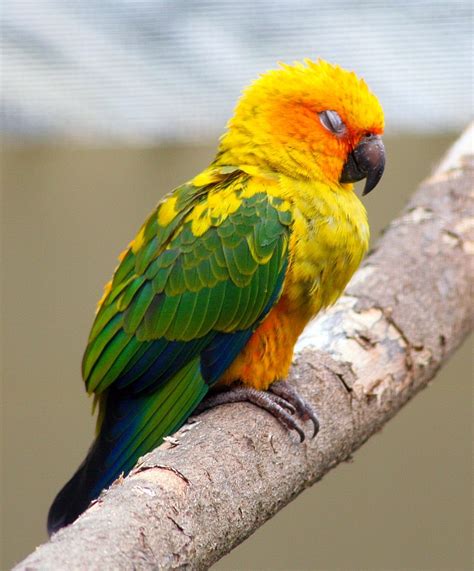 sun conure facts behavior  pets care feeding pictures singing wings aviary