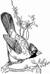 Cardinal Bird Coloringsun sketch template
