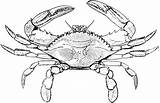 Rac Colorat Desene Planse Crabs Insecte Animale Fise Waters Common Clipartix Cliparting Cheie Cuvinte sketch template